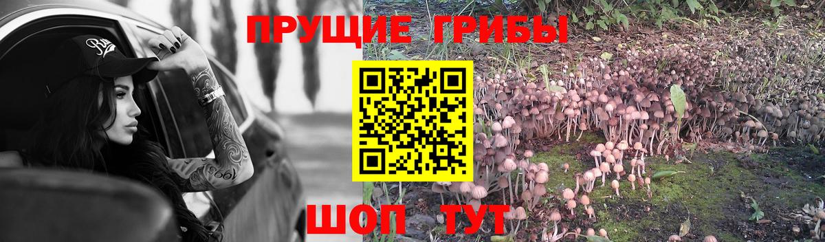 Нижний Тагил  Псилоцибиновые грибы прущие грибы  Вход с VPN  Псилоцибиновые грибы Psilocybe 